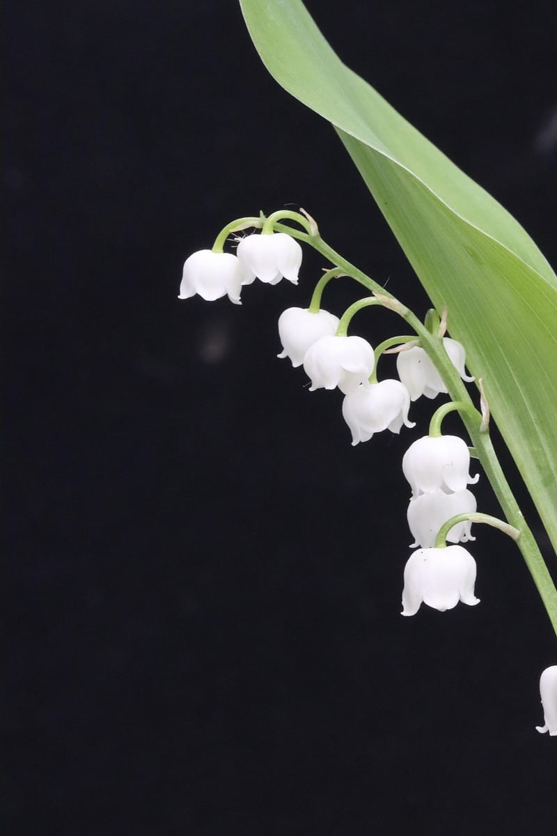 Flowering Plants for Vertical Spaces