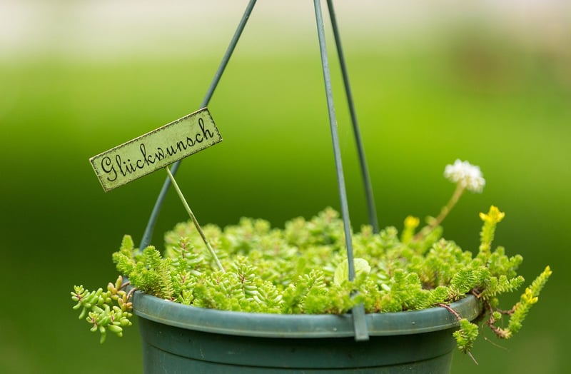 Hanging Pot Ideas